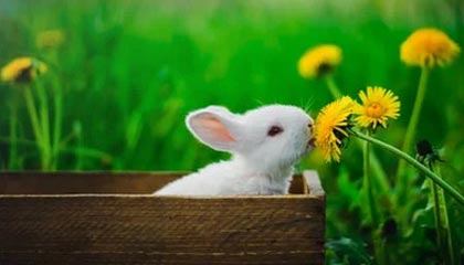 足球直播-乒乓球亚洲杯：国乒4人晋级四强